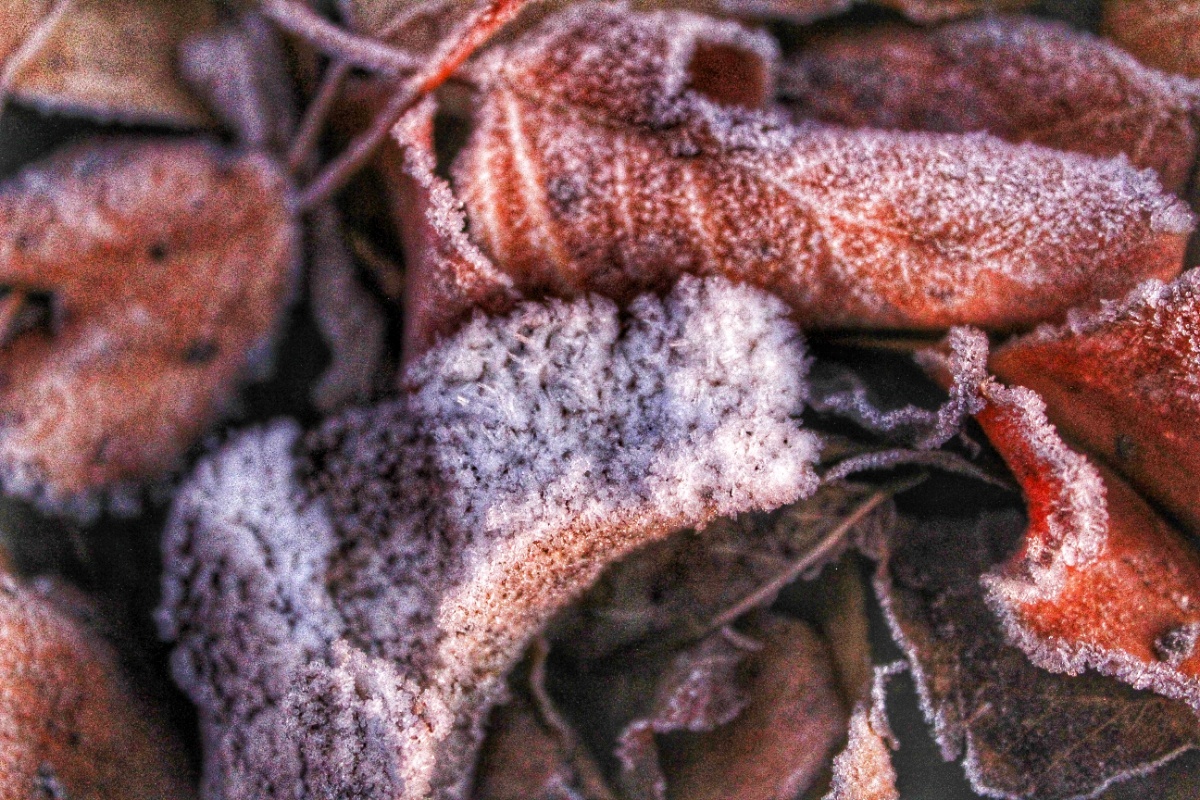 Primeras heladas relativamente considerables que llegan a la dehesa salmantina y que termina de aniquilar las hojas caducas del otoño con estas capas de hielo formadas entre la humedad del aire  y las bajas temperaturas por debajo de 0 grados de estos días , hemos tenido en torno a -1°C
