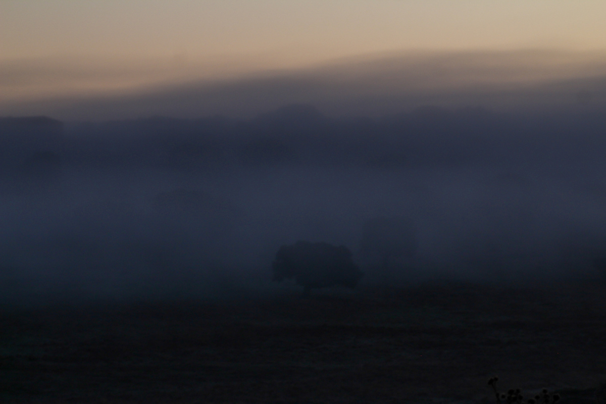 Días muy intensos de niebla con bancos importantes debido a la gran humedad después de varios episodios de lluvias y la bajada nocturna de las temperaturas que han dado lugar a este fenómeno tan habitual del otoño jugando a corretear entre las encinas salmantinas 
