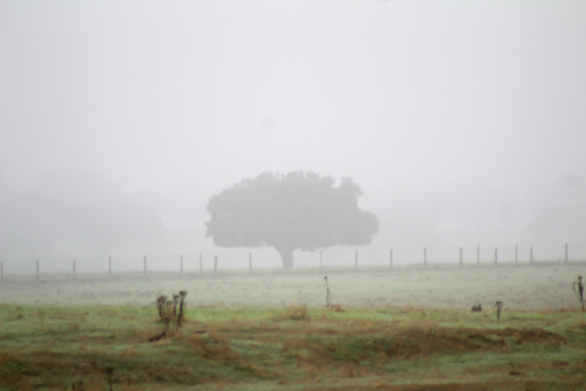 La más pura esencia del campo y dehesa salmantina cubierta por completo por la niebla persistente de estos días otoñales

