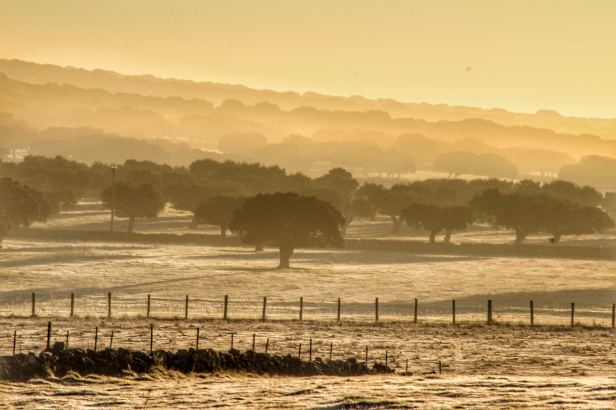 Nueva toma distinta del hielo levantado por el calentor del sol al alba en la dehesa salmantina que nos dejó estampas como ésta 
