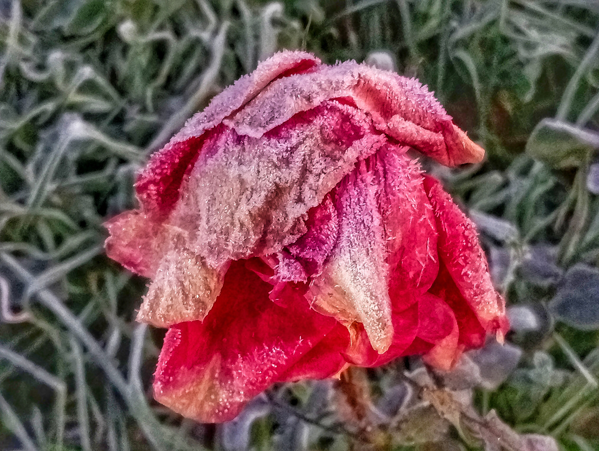 Marchitada rosa cubierta de hielo  fruto de las fuertes heladas del mes de diciembre de Castilla y León 
