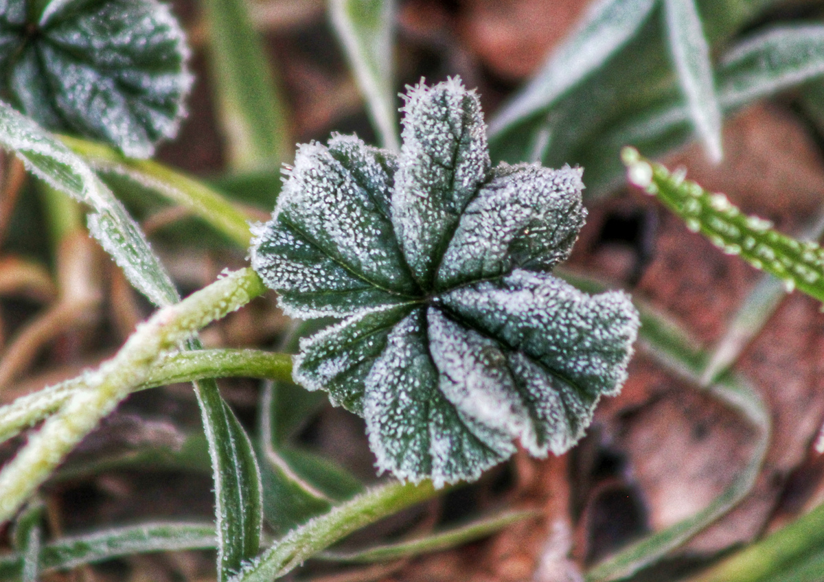 Mañanas de anticiclón con la predominante escarcha provocada por el hielo del alba sobre las plantas. 
