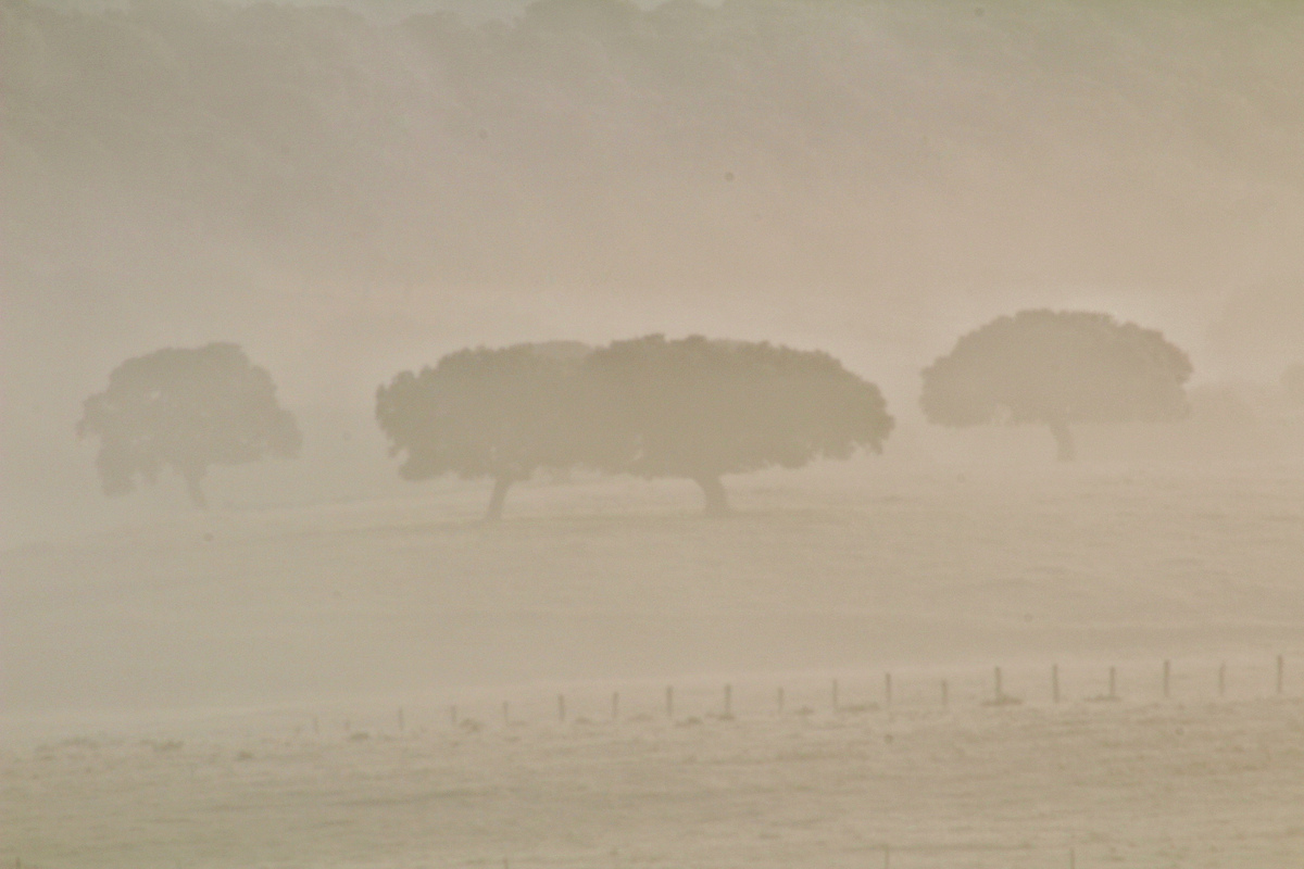 Días de niebla intensa que dejaron parajes helados debido a las bajas temperaturas y estas nieblas que formaban este paisaje tan invernal
