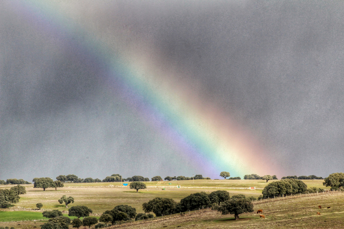 Gran arcoiris que se formó el mediodía del día 19 de diciembre marcado por una serie de chubascos que dejaron estampas como ésta y que pude retratar pese al fugaz paso del fenómeno, que pronto desapareció.
