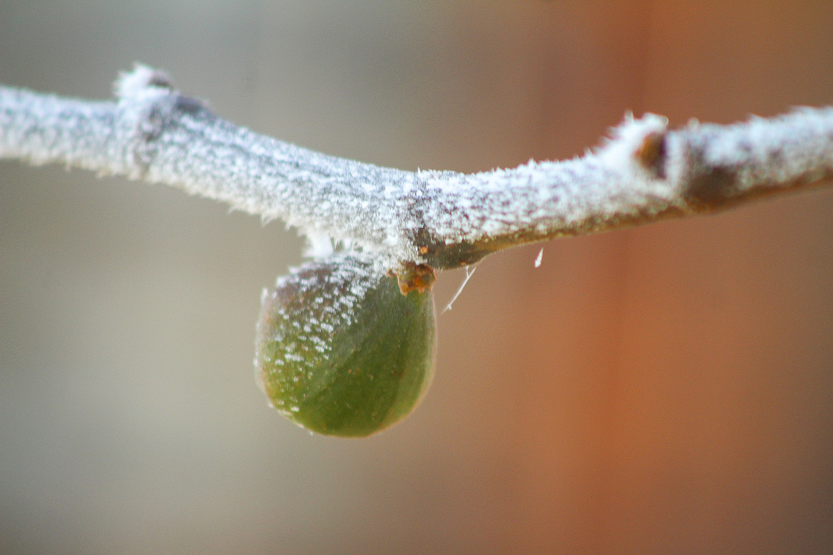 Como si este fruto hubiera quedado petrificado ante la fuerza engelante del hielo se mostraba así vestido de blanco para inmortalizar la presencia definitiva de un invierno contundente 
