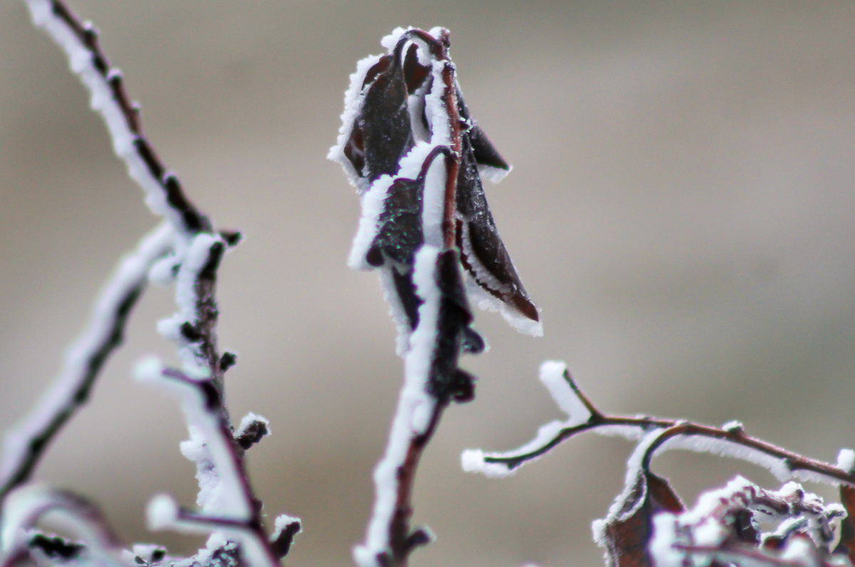  Las bajísimas temperaturas de este invierno por Salamanca, ha provocado que se marchiten de forma acusada toda especie de planta superviviente pero, al mismo tiempo, ha permitido que la cencellada la vista de blanco y deje estampas como ésta. 
