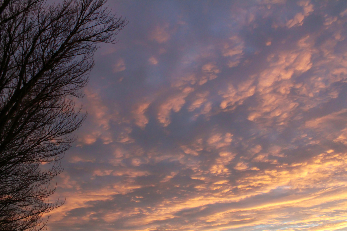 Quise aprovechar en el encuadre este simpático árbol para hacer de marco y guarda de este bonito candilazo con estas nubes tan características que si me equivoco son tipo mamma , la duda que tengo es si provienen de altocumulus al no deberse de una jornada tormentosa , pero no podía dejarlo escapar 
