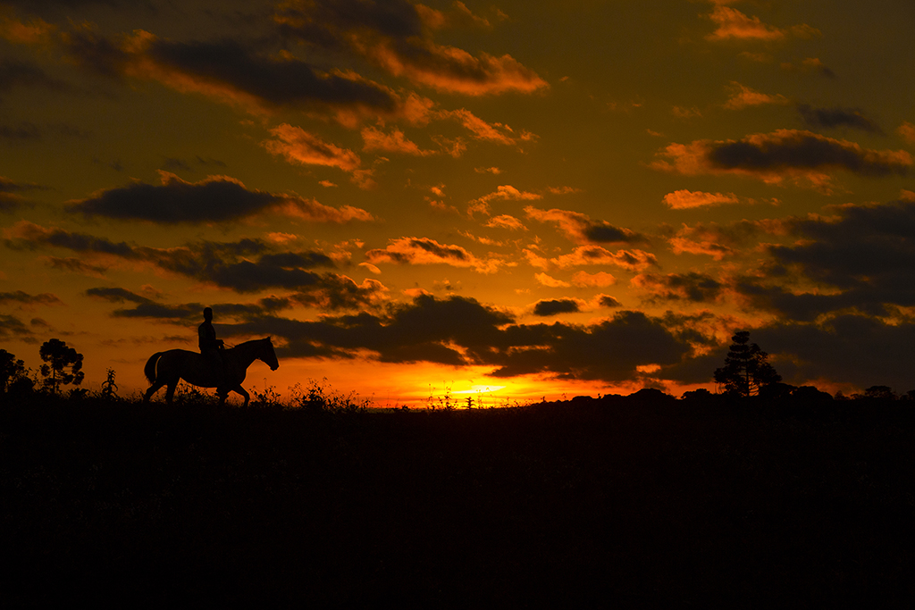 Passeio ao pôr do sol
Homem passeando a cavalo, no pasto, durante o fim de tarde. Céu lindo, com muitas nuvens coloridas de dourado com o brilho do pôr do sol.
Álbumes del atlas: aaa_no_album
