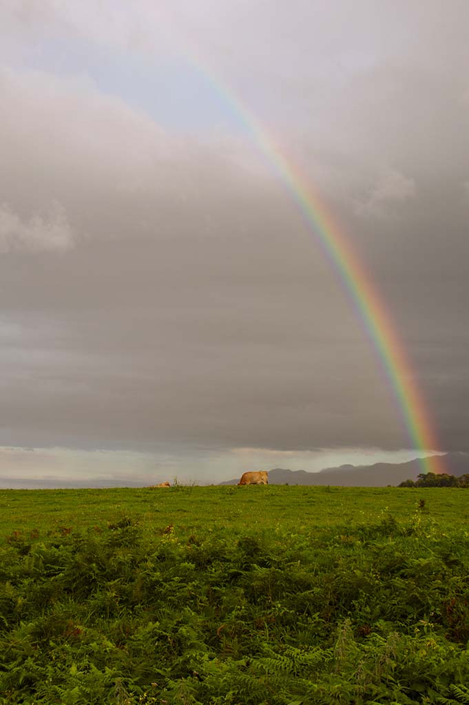 Lluvia, prados y arcoíris.
Atardecer en Asturias, prados con vacas paciendo mientras llueve y el arcoíris se deja ver.
Álbumes del atlas: zfo22