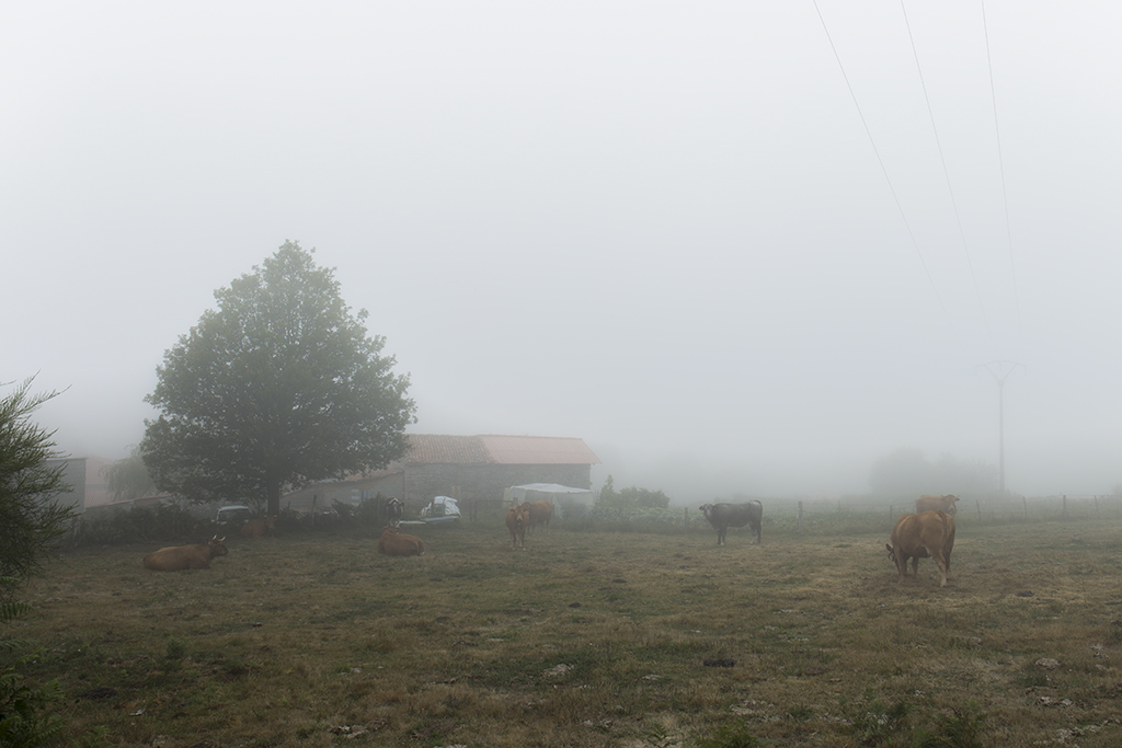 Sonidos de cencerro
En la sierra Ourensana, cuando la niebla es espesa, la fauna local aguarda en silencio y sólo se escuchan los metálicos sonidos de los cencerros.
