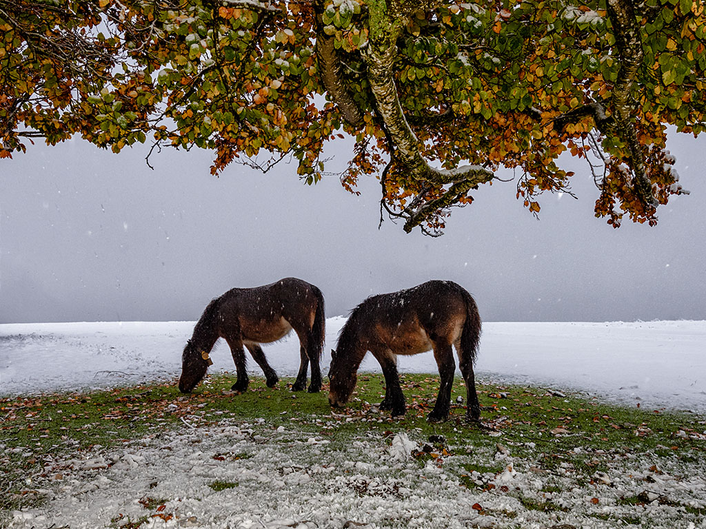 Caballos en Urbasa
Foto tomada en la Sierra de Urbasa (Navarra) el 9 de noviembre de 2019, en una inesperada y tempranera nevada de otoño. Los caballos todavía pueden disfrutar de los pastos y hojas que quedan bajo los árboles, a cubierto de la nevada.
