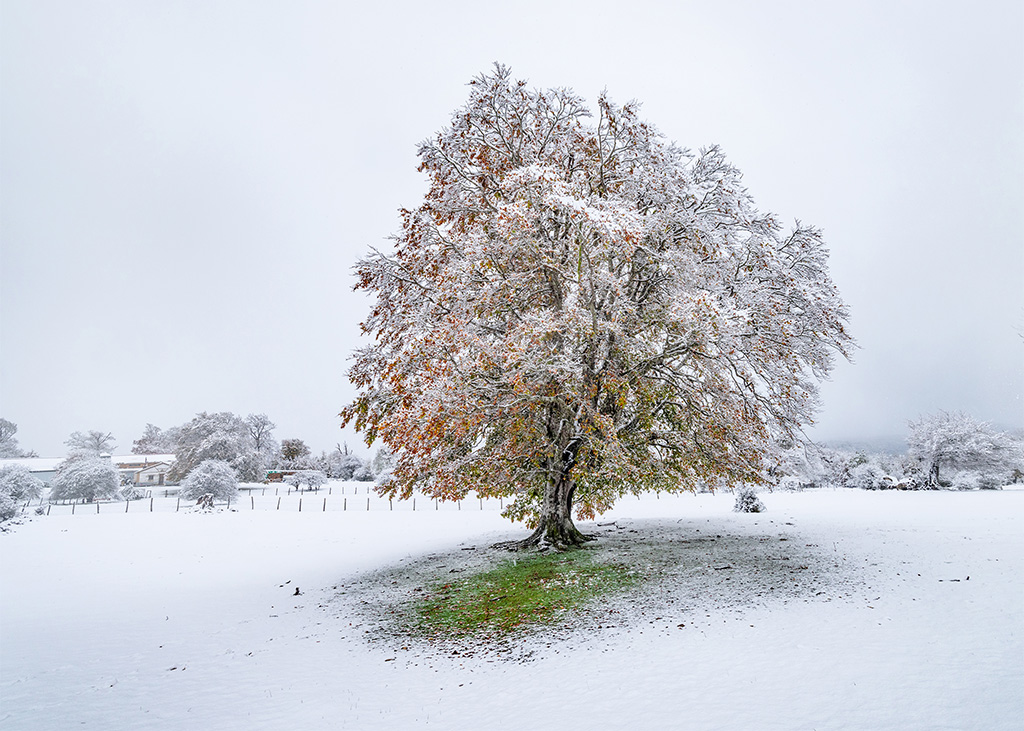 Nieve otoñal en Urbasa
Foto tomada el día 9 de noviembre de 2019, en la Sierra de Urbasa (Navarra) en una mañana de inesperada y tempranera nevada. Los árboles todavía no han sufrido la caída de la hoja, lo que permite contrastar el blanco de la nieve virgen con los colores de otoño.
Álbumes del atlas: paisaje_nevado