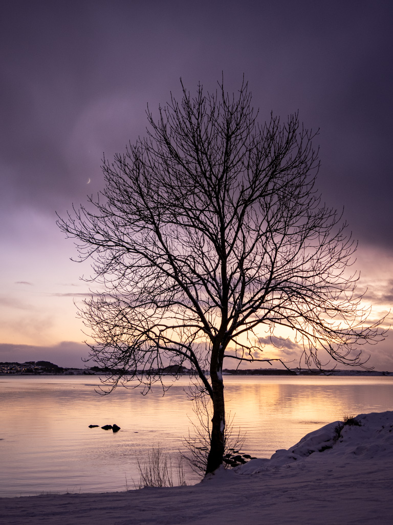 Un arbol aislado con el fiordo y la puesta de sol de fondo
