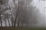 Paseo entre la niebla VII