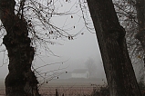 Entre árboles y niebla