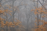 Niebla de otoño