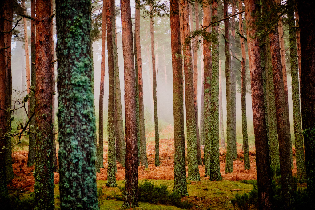 Bruma en el bosque
Un paseo por el bosque en una mañana de finales de noviembre.
