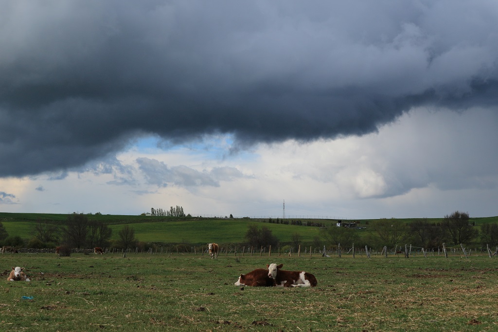 Amenaza de lluvia
Formación de nubes de lluvia, ante la calma de los terneros. Foto tomada a las afueras del Fresno (Ávila).
