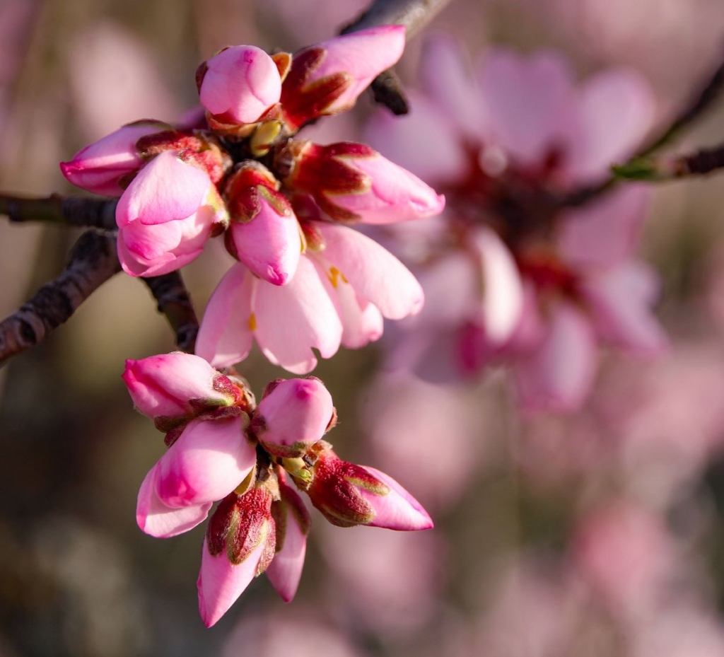Un Nuevo Comienzo 
Fotografía que hace referencia claramente al tan ansiado inicio de la primavera, hermosas flores a punto de abrir. 
Álbumes del atlas: naturaleza