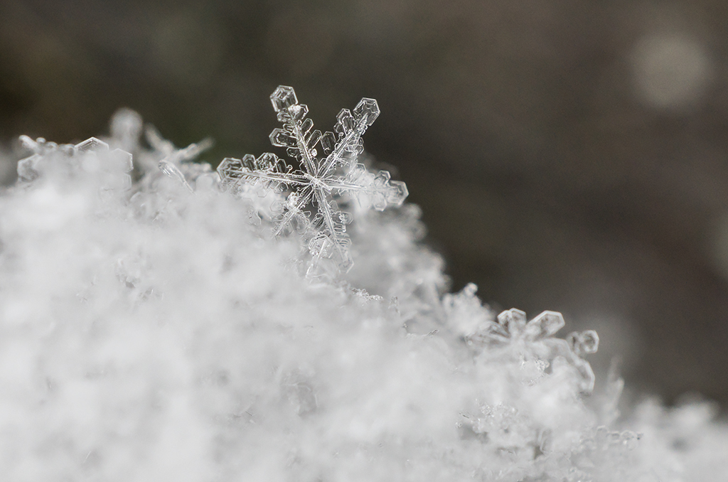 La esencia de Filomena (SEGUNDO PUESTO FOTOINVIERNO'2021)
Macro foto de un copo de la gran nevada Filomena 
Álbumes del atlas: zfi21 nieve z_top10trim_mtrs