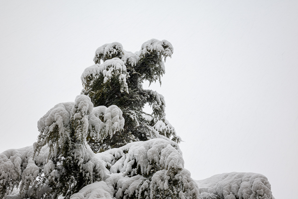 Nieve en la picota del pino
Tomada desde mi terraza
