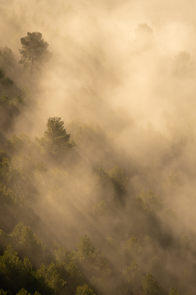 RAYOS SOLARES EN NIEBLA
Desde las alturas pude ver como los rayos solares atravesaban la niebla sobre un bosque frondoso.
