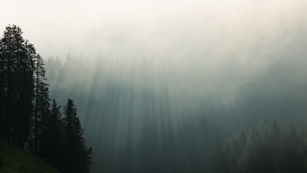Cortina de Niebla
Rayos de sol matutinos filtrándose a través de la niebla en un bosque alpino.
