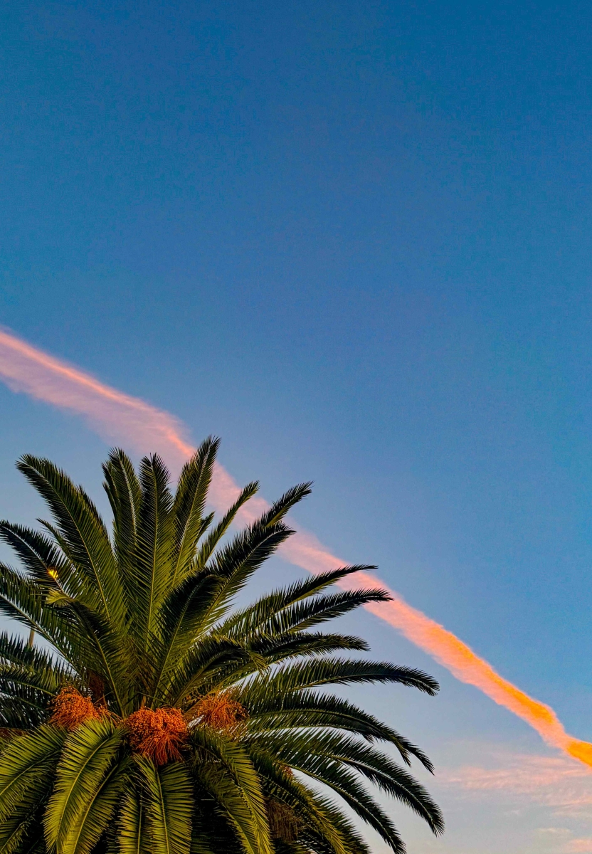 Una majestuosa palmera en Tenerife se alza bajo un cielo azul, donde una estela de nube iluminada por el amanecer pinta tonos rosados ​​y anaranjados. La imagen refleja la esencia tropical de la isla, combinando la calidez del paisaje con la serenidad del cielo al amanecer.
