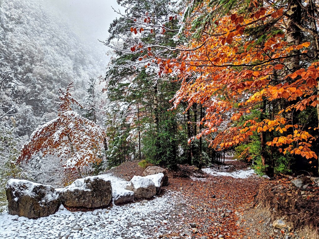 Contraste
En un lado de la fotografía se observa una estampa puramente invernal, mientras que en el otro se observan los colores del bosque otoñal.
