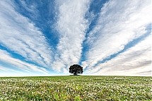 Cirrus spissatus radiatus