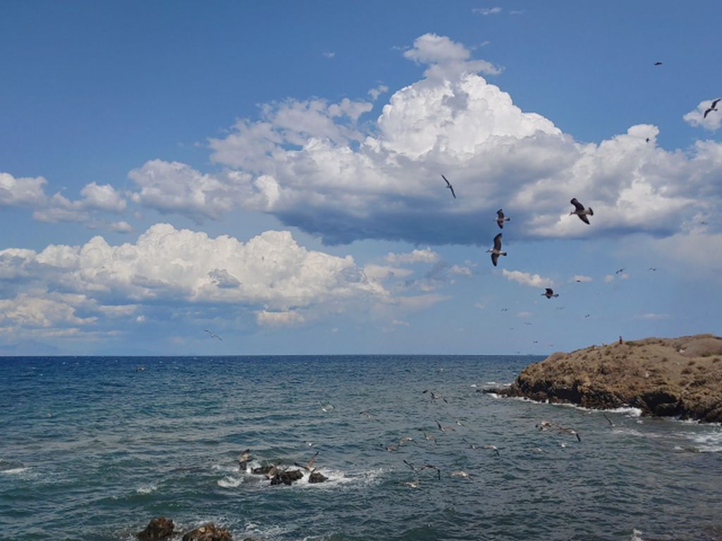 Volar en Tabarca
Finales de agosto, las aves se funden entre las nubes y el mar

