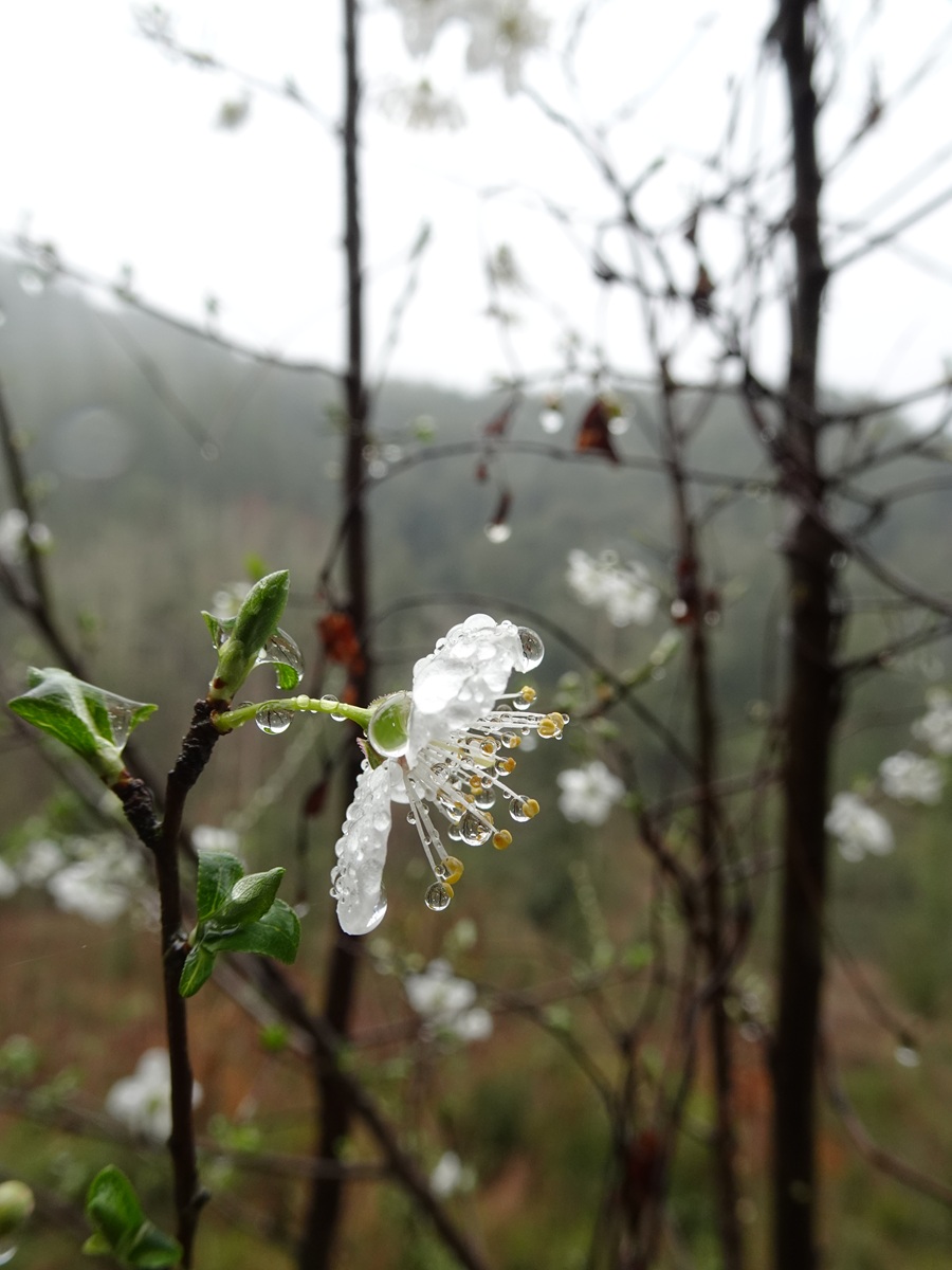 Una flor de cerezo silvestre. Una mañana húmeda de marzo. Sirimiri. Calma. La naturaleza mostrando su cara más delicada y a la vez maravillosa, en cada detalle.
