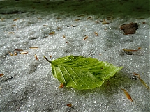 Nombre del archivo=20250507_Hoja-en-la-nieve.jpg
Tamaño del archivo=539Kb
Dimensiones=1200x900
Fecha añadida=Junio 10, 2025 20250507_Hoja-en-la-nieve.jpg