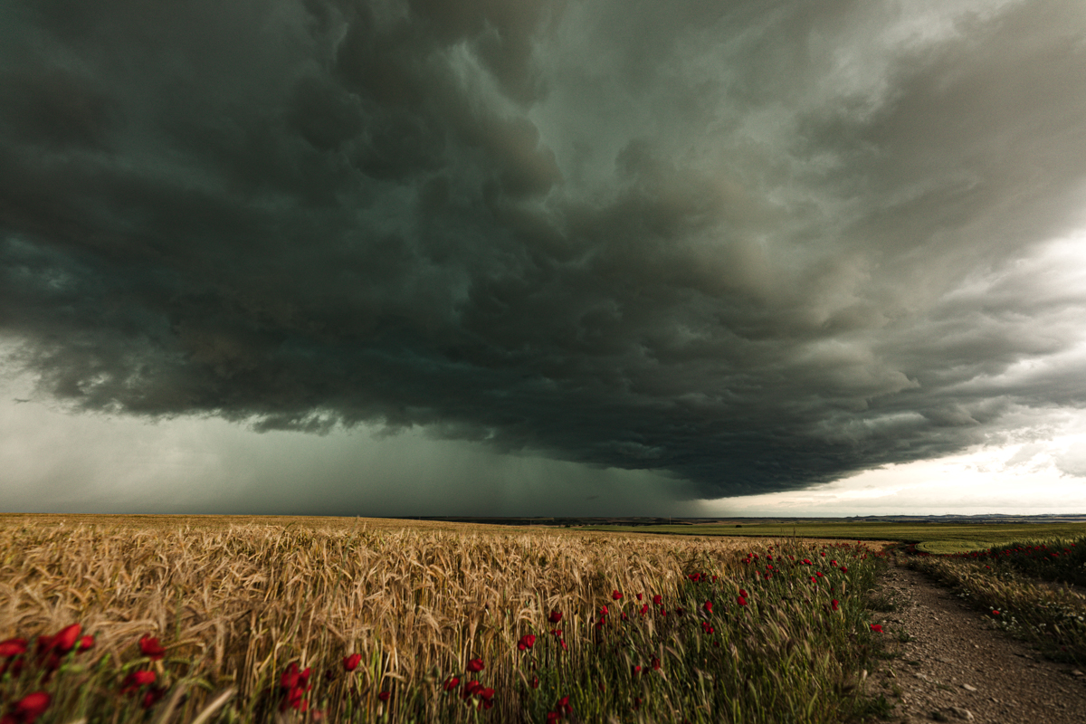 Un contraste de cultivos, amapolas y una potente línea de tormenta que recuerda la primavera ya establecida y la llegada del verano.
