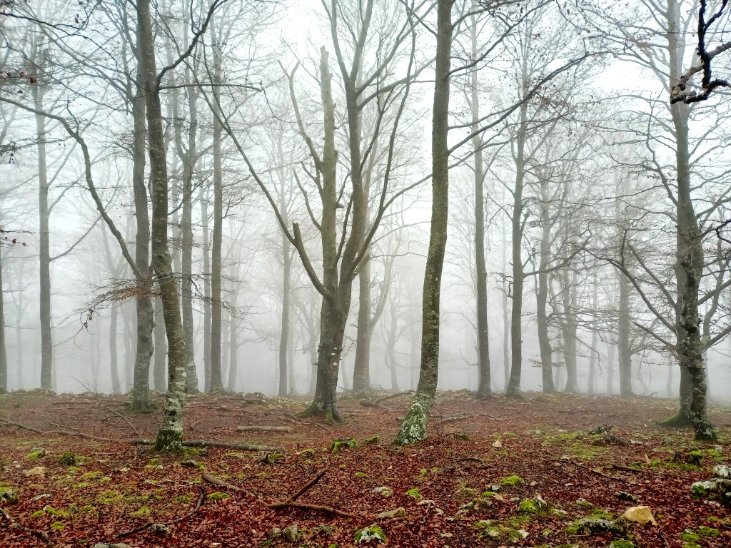 Niebla entre los arboles (1)
Paisaje mágico de otoño en zona de bosque con la hojarasca y la niebla.
