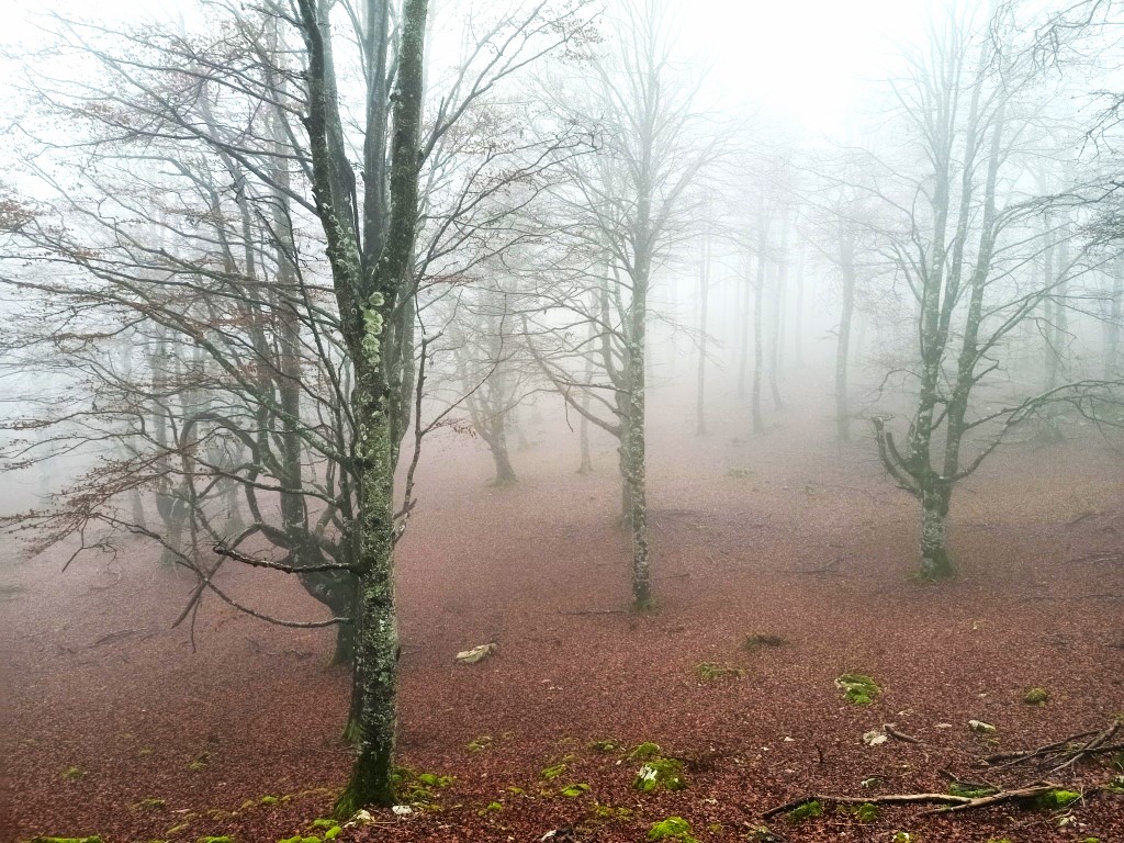 Niebla entre los arboles (2)
Paisaje mágico de otoño en zona de bosque con la hojarasca y la niebla.
Álbumes del atlas: zzzznopre
