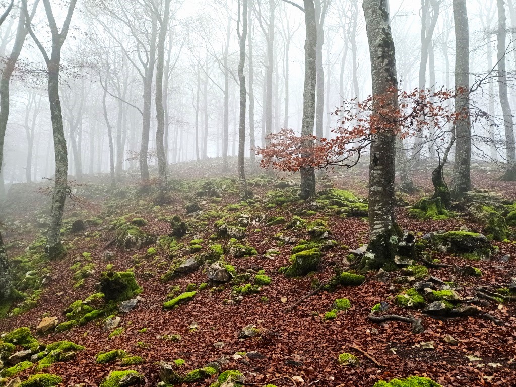 Niebla entre los arboles (5)
Paisaje mágico de otoño en zona de bosque con la hojarasca y la niebla.
