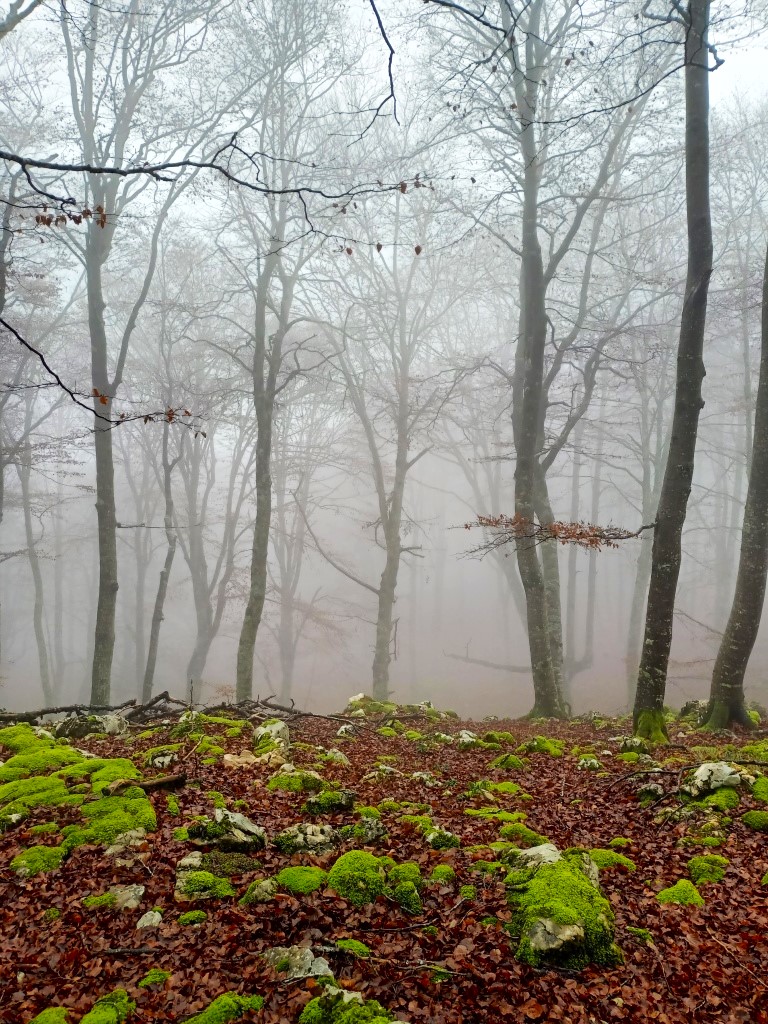 Niebla entre los arboles (6)
Paisaje mágico de otoño en zona de bosque con la hojarasca y la niebla.
Álbumes del atlas: zzzznopre
