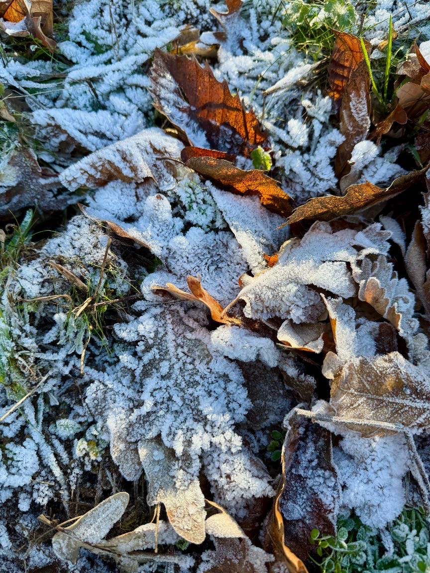 Escarcha sobre la hierba y las hojas otoñales en la mañana de Año Nuevo.
