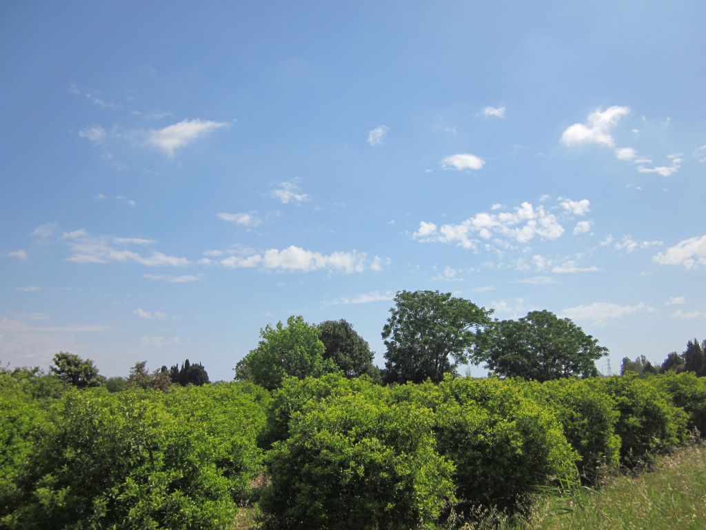 Campo
Campo de naranjos junto con diversos árboles, con nubes de fondo
