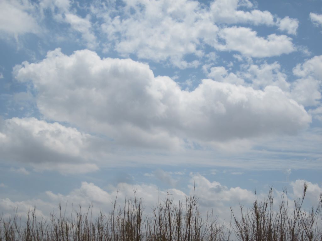 Nubes y cañas
Gran nube en el centro rodeada de otras nubes de diverso tamaño y texturas. Debajo un pequeño cañaveral.
