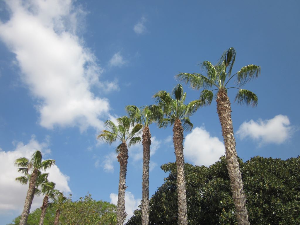 Palm Springs
Cuatro palmeras en la zona delantera de la fotografía y en la zona trasera nubes dispersas
