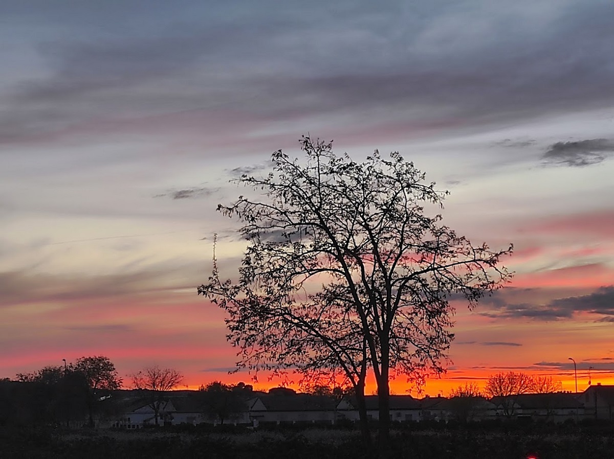La rama desnuda del árbol, quizás un guardián silencioso del tiempo, parece extenderse para abrazar los últimos rayos de sol, mientras que la luz moribunda pinta cada detalle con una pincelada dorada.
