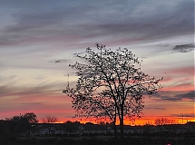 El_arbol_del_ocaso.jpg