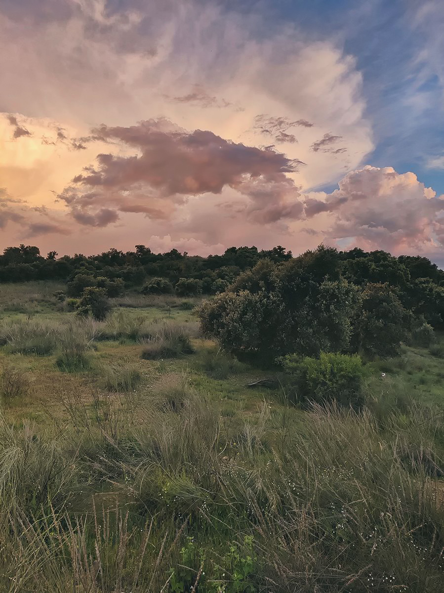 Un agradable paseo primaveral entre nubes y encinas.
