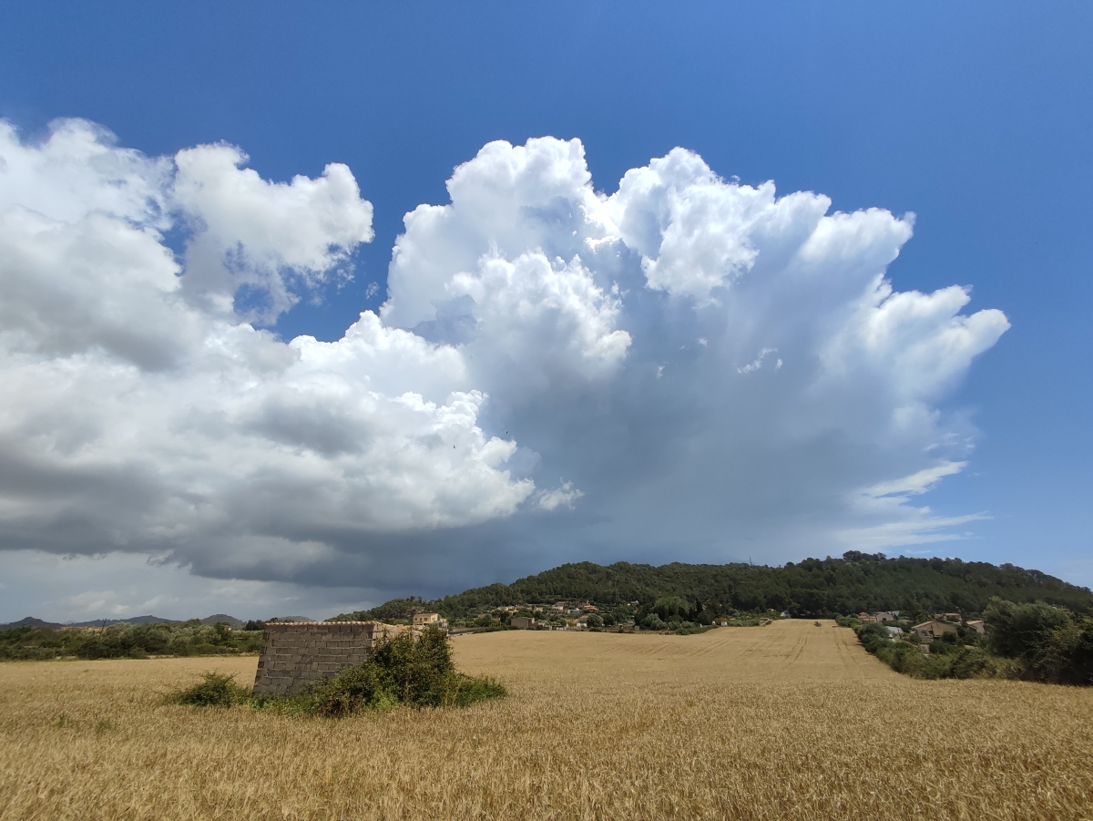 Nubes entre el trigo 
Días de mayo con tormentas locales en mallorca momento que se formaban las  nubes cerca del sembrado 
