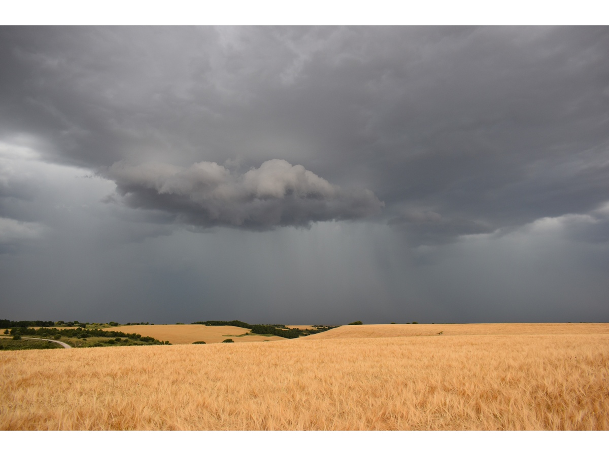 Contraste de colores entre el color negro amenazante de la nube de tormenta y el amarillo del cereal.
