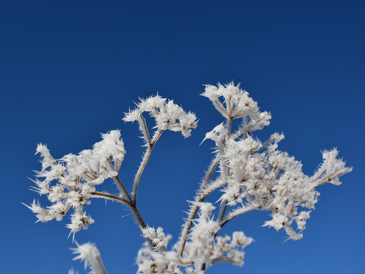 Una vez levantó la niebla y bajo un cielo azul cerulio muy nítido, el arte del invierno con sus -5ºC en forma de hielo.
