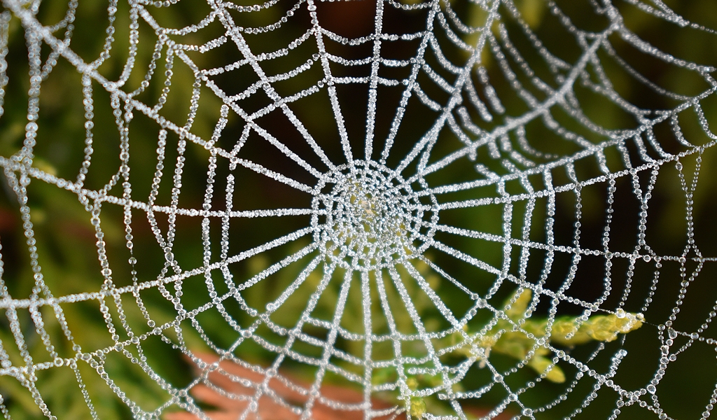 Cuando la meteorología (frío) y la naturaleza (tela de araña) se fusionan. 
