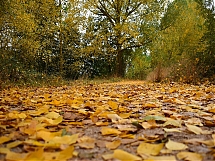 Alfombra de hojas caídas   